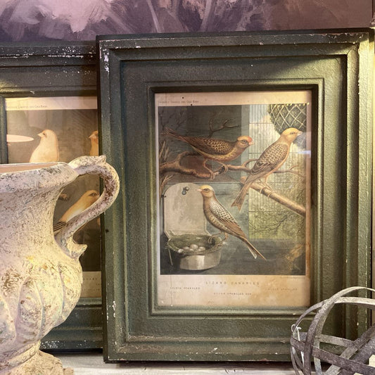 Canary Print