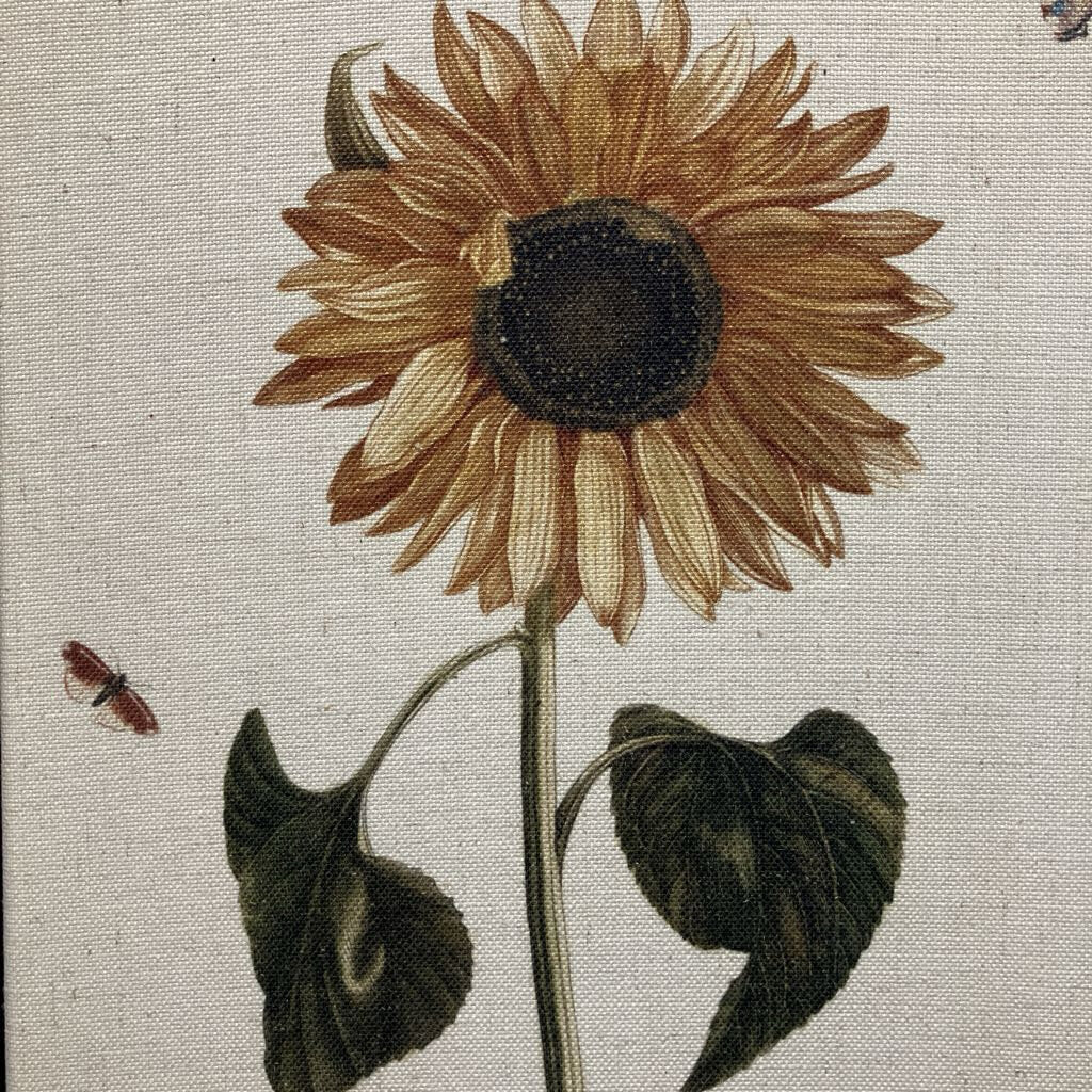 Sunflower Botanical Print on Canvas