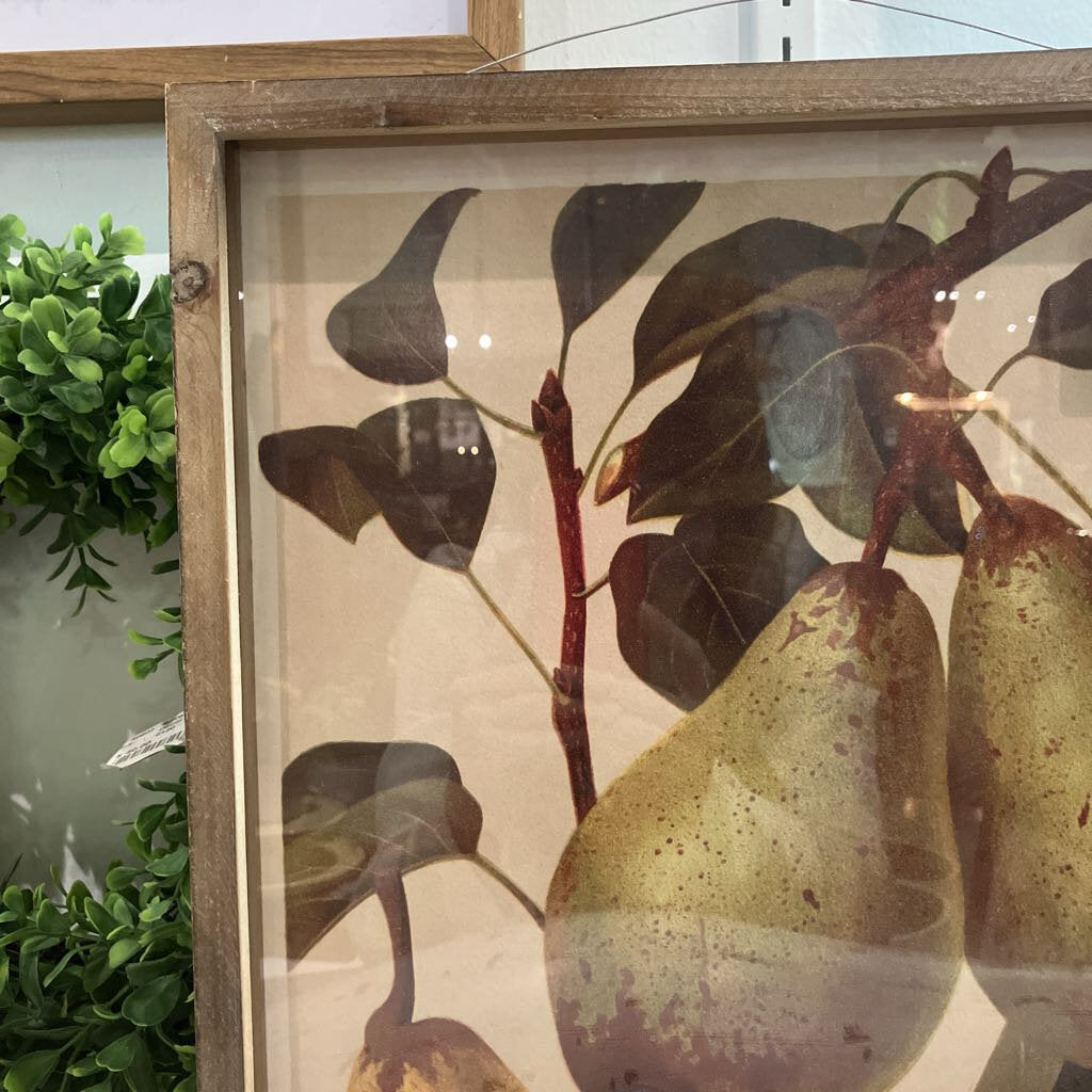 Pear Botany Print