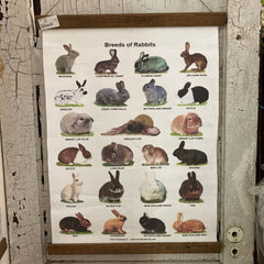 Breeds of Rabbits Hanging Wall Banner