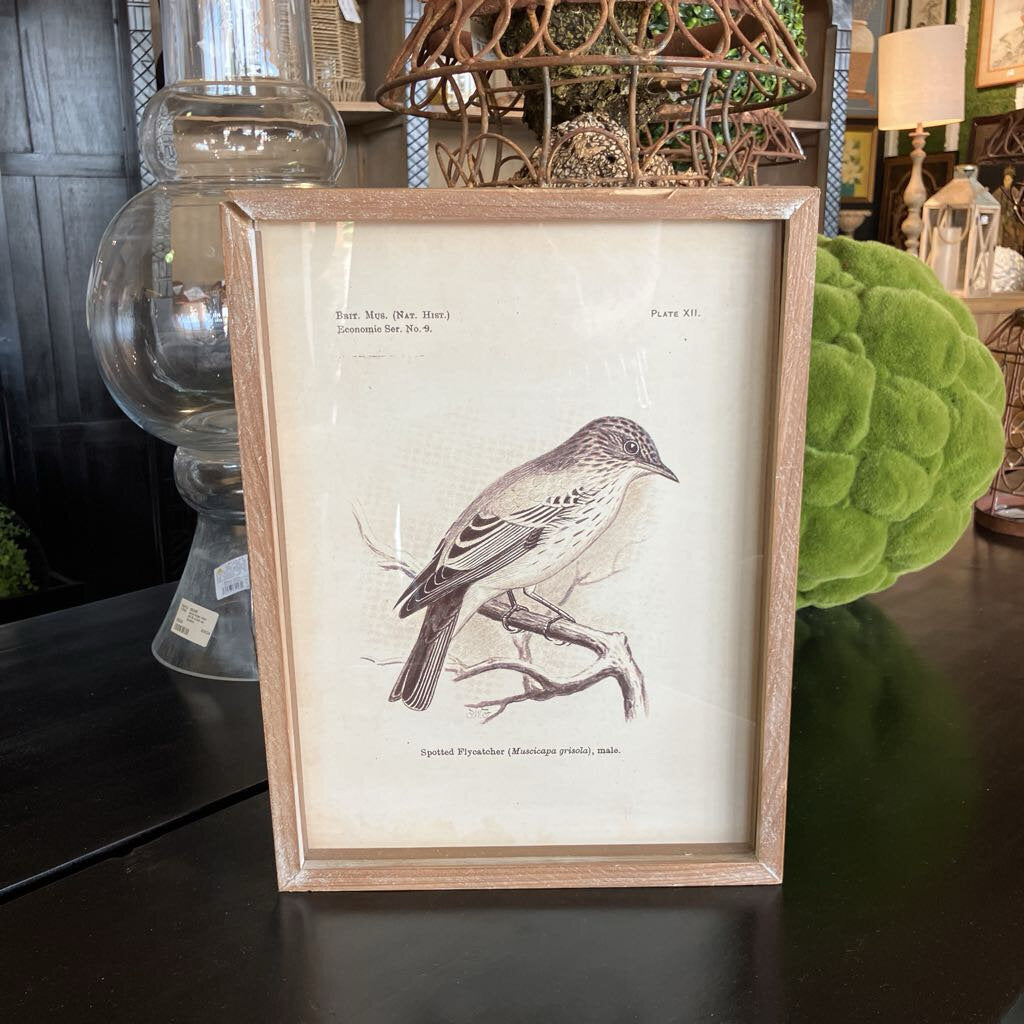 Spotted Flycatcher Print