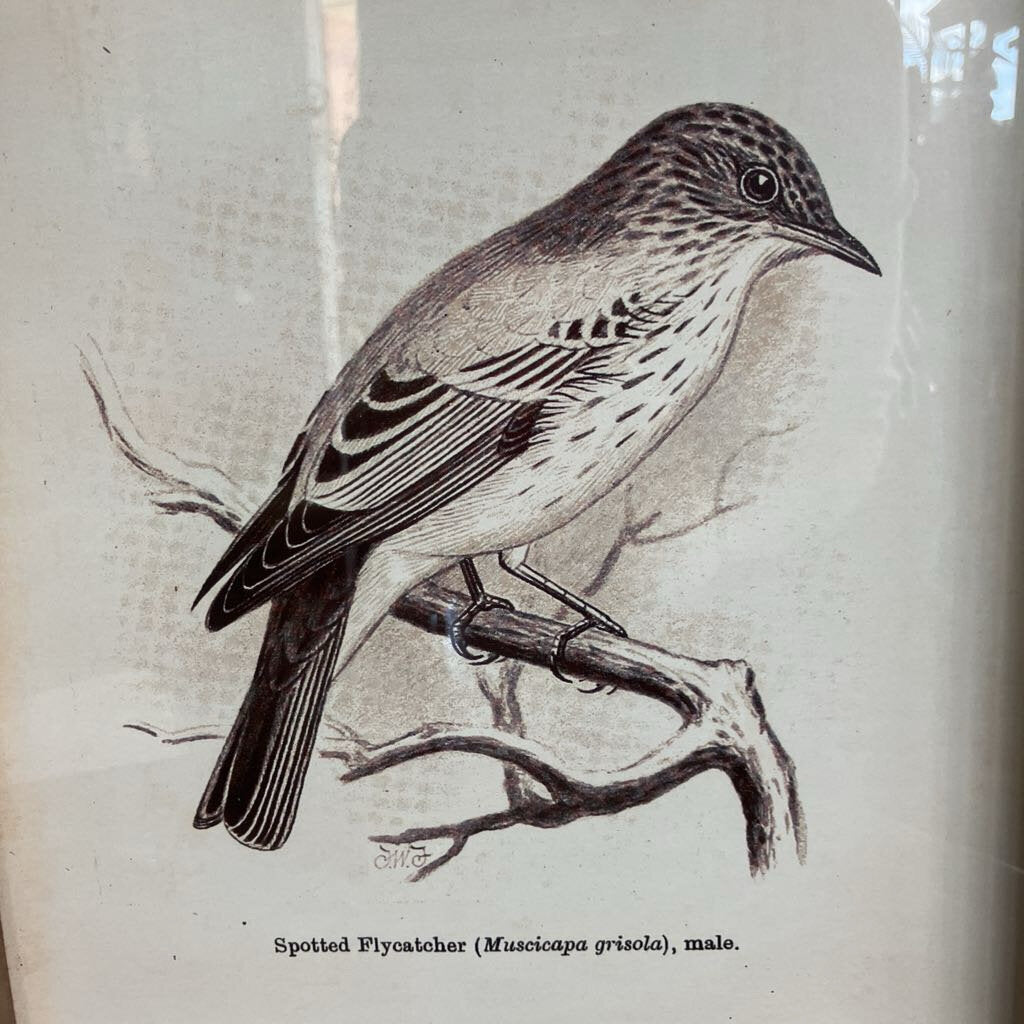 Spotted Flycatcher Print