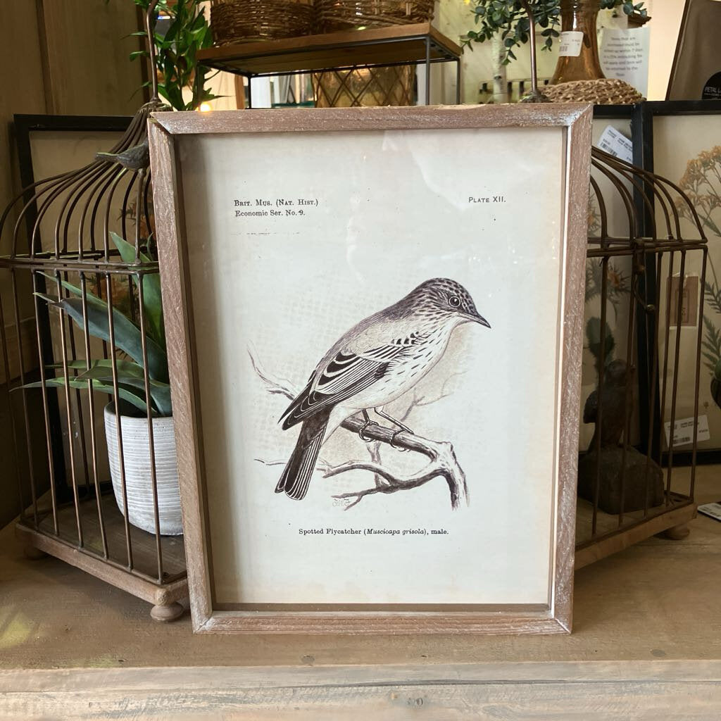 Spotted Flycatcher Print