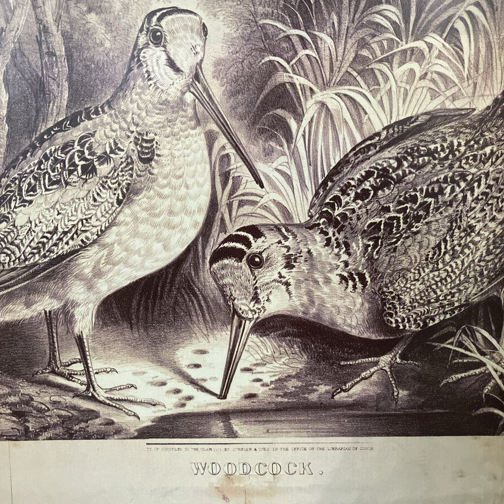 Woodcock Bird Print Shadow Box