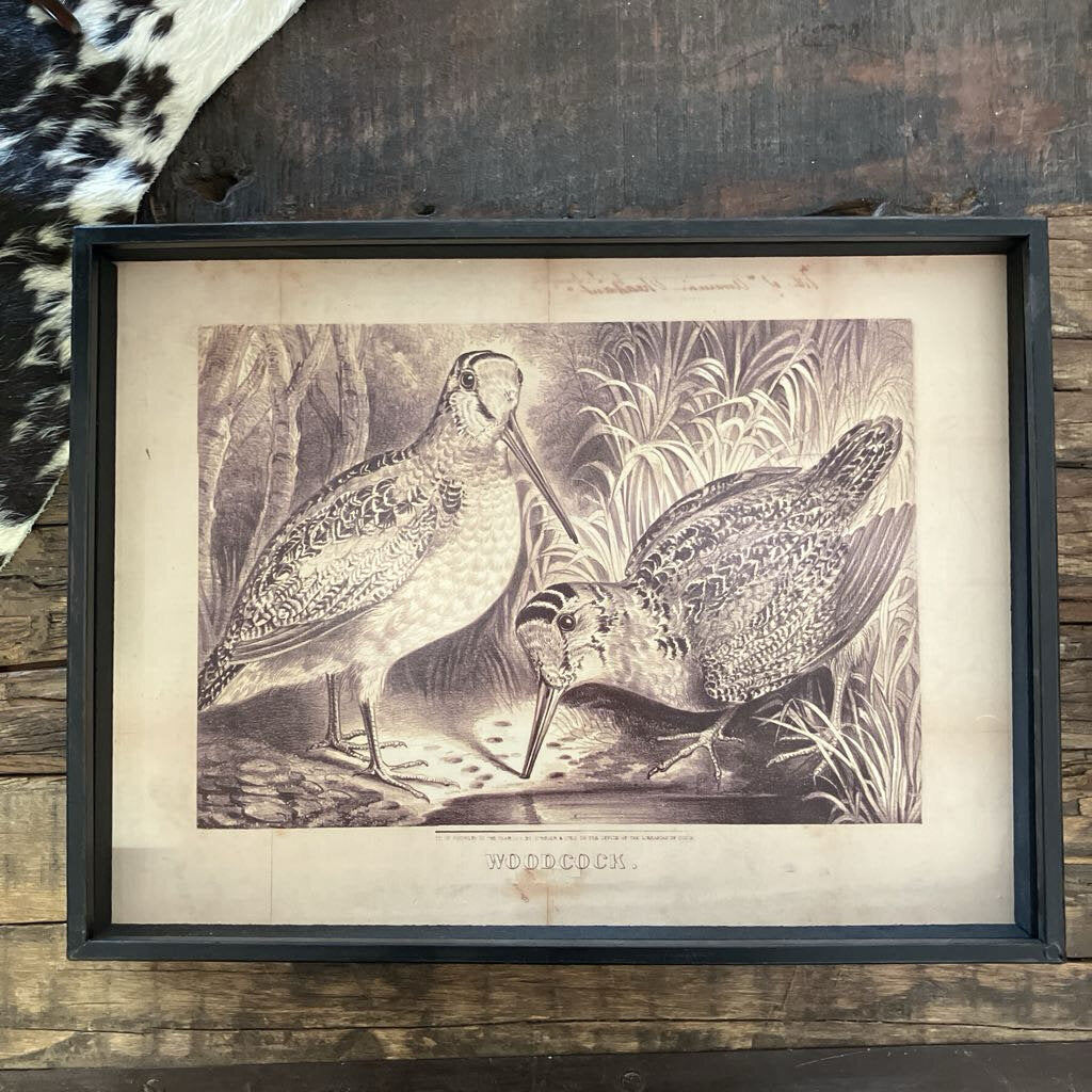 Woodcock Bird Print Shadow Box