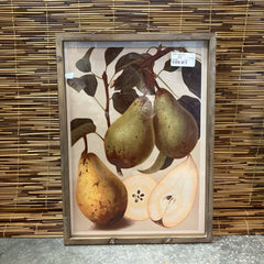 Pear Botany Print