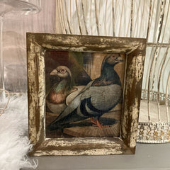 Distressed Frame Pigeon Print