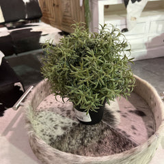 Plant Decor