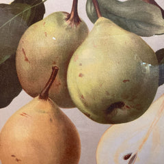 Pear Botany Print
